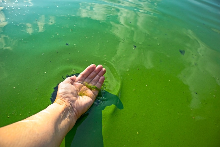 Five bodies of water added to KDHE's blue-green algae advisory list