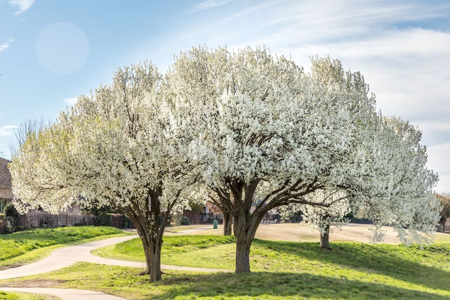 Buybacks for invasive, smelly pear trees in Kansas will not happen this spring