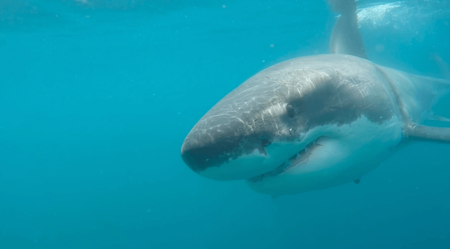 VIDEO: Great white shark spotted near boat off San Diego coastline