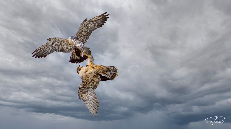 Peregrine falcon chicks to be seen soon at Torrey Pines State Beach