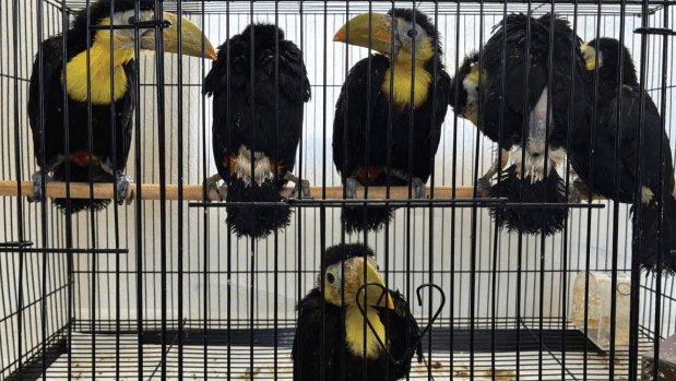 Man accused of smuggling 14 toucans in vehicle