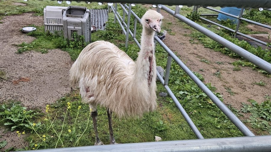 Emu running loose in North County rescued