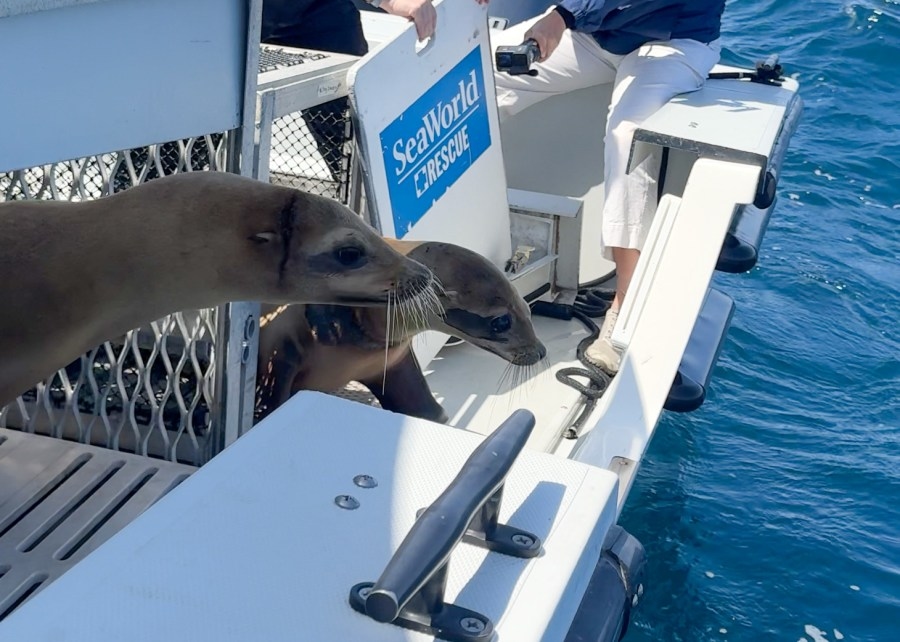 Sea lions released back into Pacific Ocean as toxic algal blooms move out of Southern California