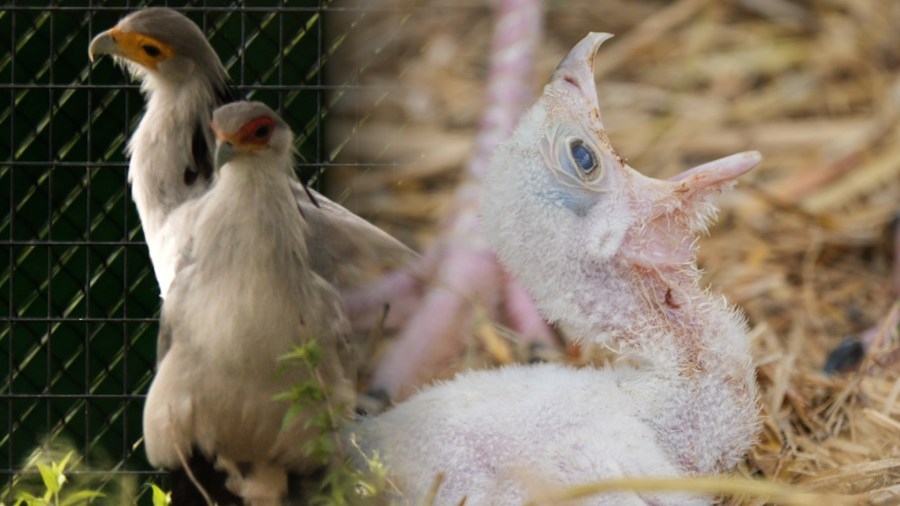 Abilene Zoo at forefront of preserving endangered secretary birds