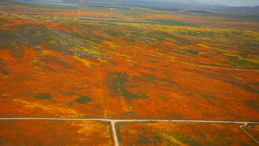 NASA takes to the skies for ‘first-of-a-kind' study of California wildflower blooms