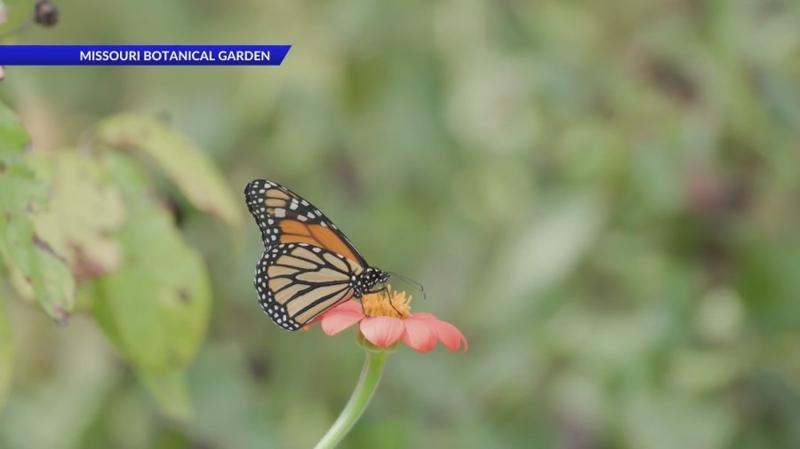 Monarch butterflies could soon be listed as threatened species, but there are ways to help