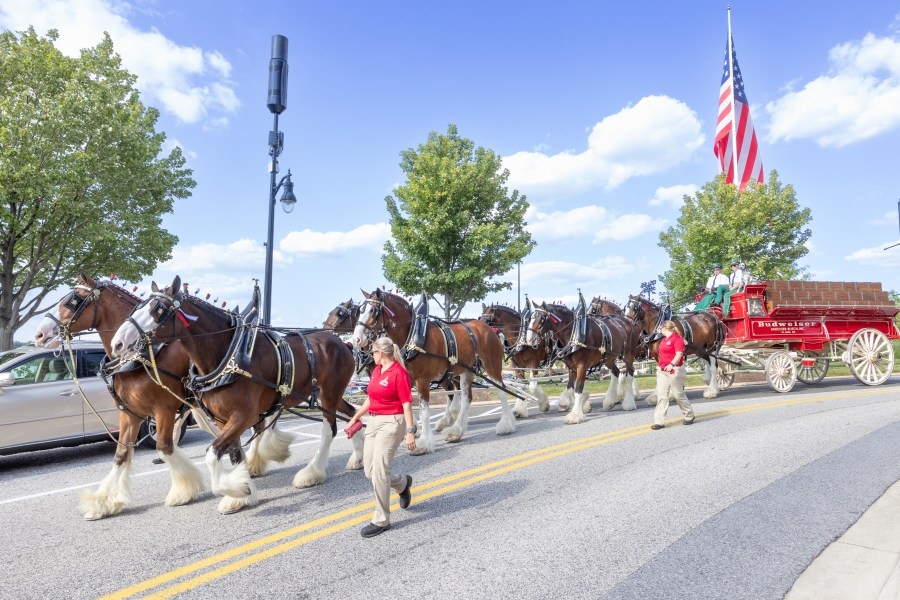 Budweiser Clydesdales make appearance with Folds of Honor at Lagoon Park