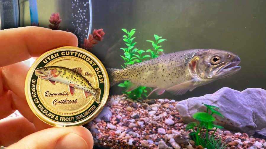 Record-breaking 1,750 anglers complete ‘Utah Cutthroat Slam' competition