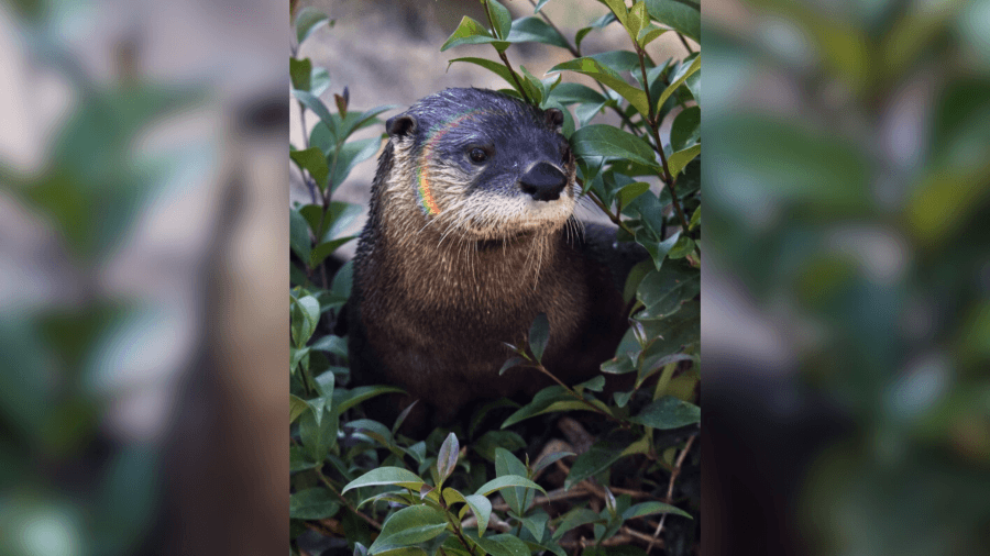 Sacramento Zoo announces death of beloved otter