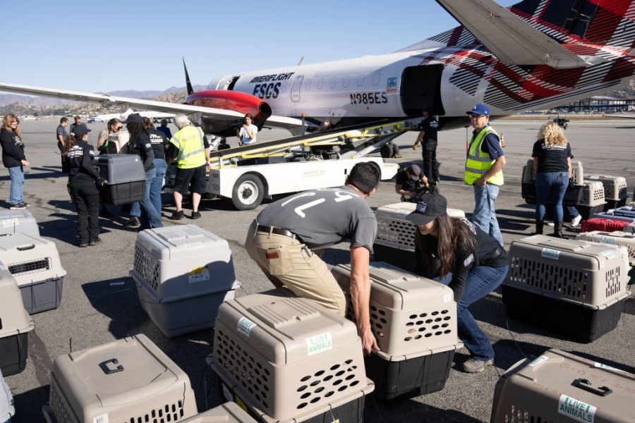 New bill aimed at protecting pets during disasters introduced in California legislature