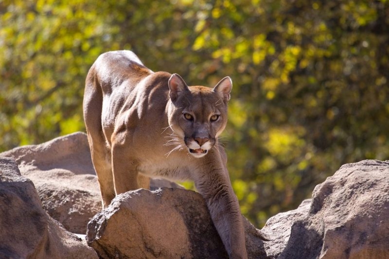 California officials capture, kill mountain lion accused of attack on camp employee