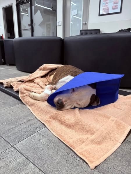 Killeen PD Rescue Injured Dog