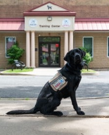 Darnall's new furry team mate will 'heal and connect'