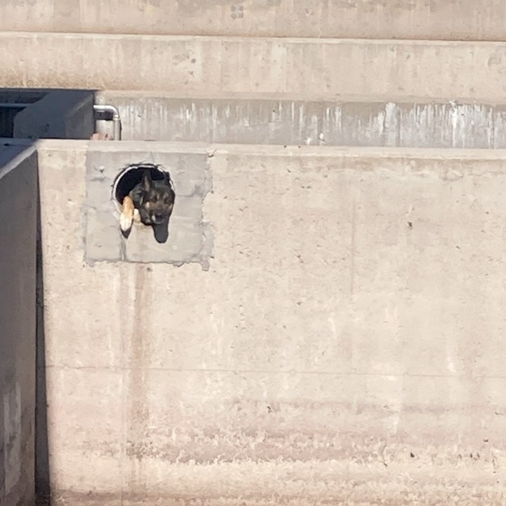 Dog stuck in drainage pipe rescued by fire crews
