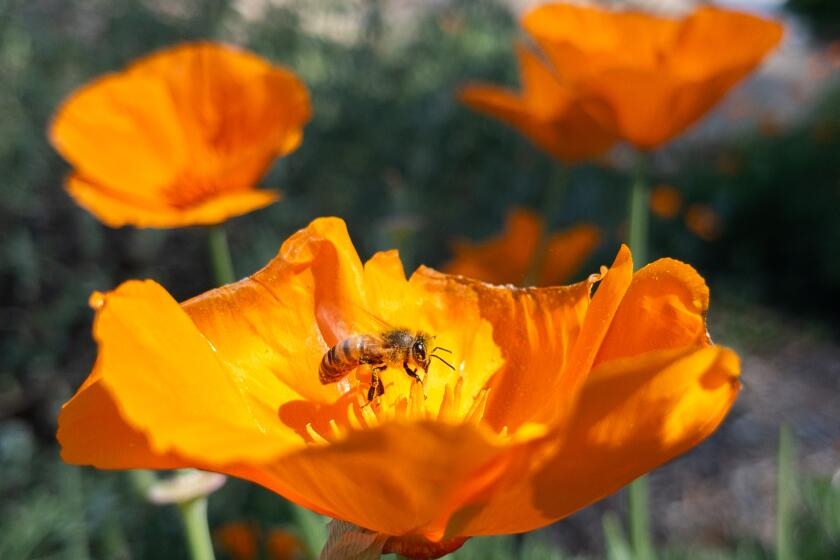 Foreign, feral honeybees are crowding out native bee species in southern California