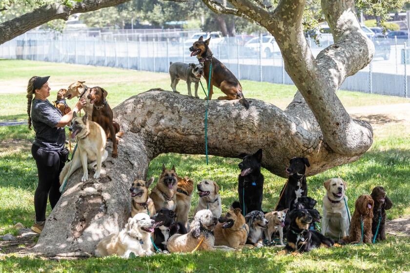 Lopez: Five months after wildfires, it's still PTSD for animals: Pets trying to shake depression
