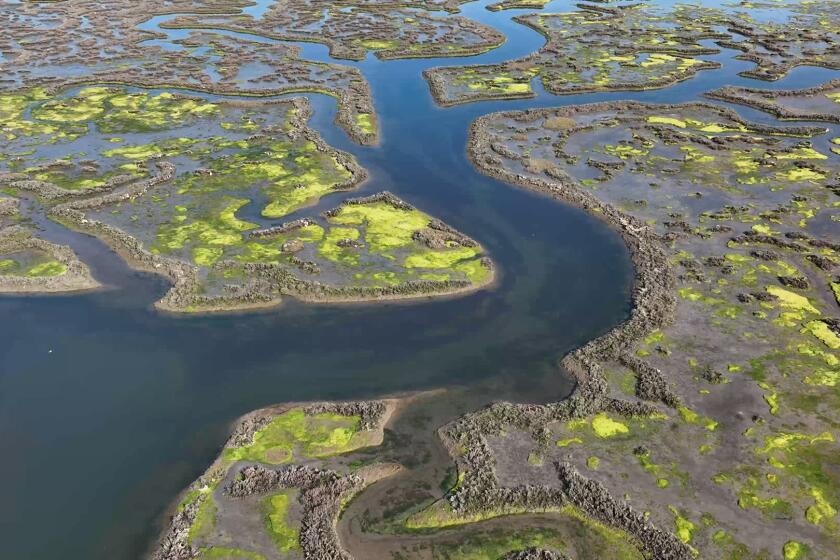 'Extremely disturbing': High levels of heavy metals at Monterey estuary after lithium battery site fire