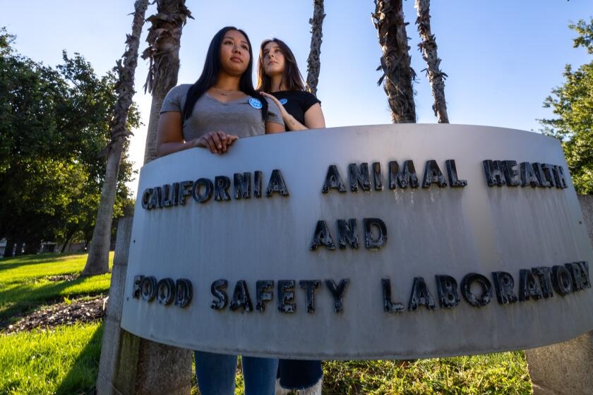Union presses California's key bird flu testing lab for records