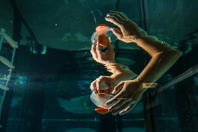 Cyborg jellyfish could help uncover the depths and mysteries of the Pacific Ocean