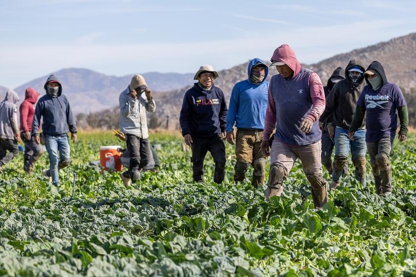California farm groups look to stabilize workforce amid crackdown on illegal immigration