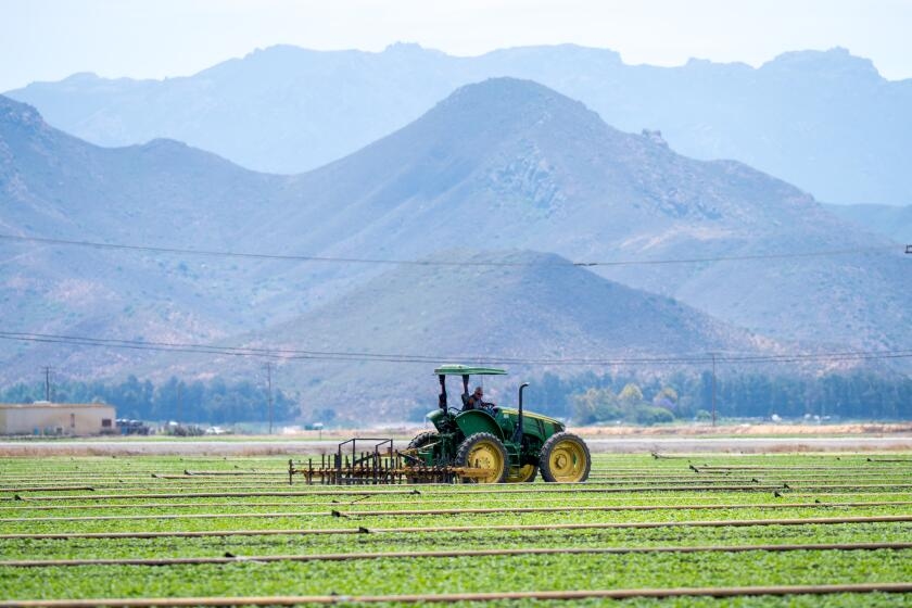 As the summer harvest season launches, confusion and uncertainty hang over California fields