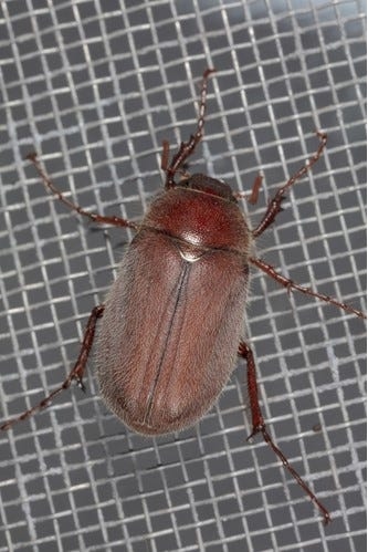 These 'clumsy' beetles sometimes end up stuck in your hair. What to know about June bugs