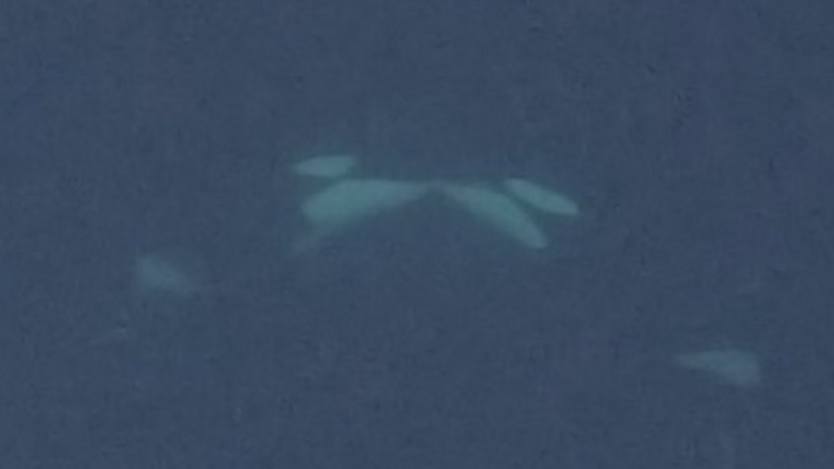 Orcas filmed making out in the wild for first time