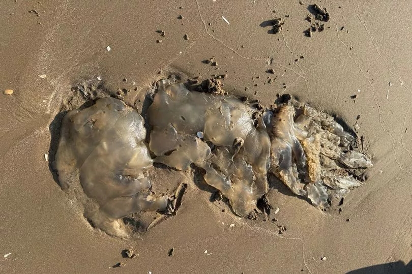 Warning issued as 'monster jellyfish' spotted on Merseyside beach