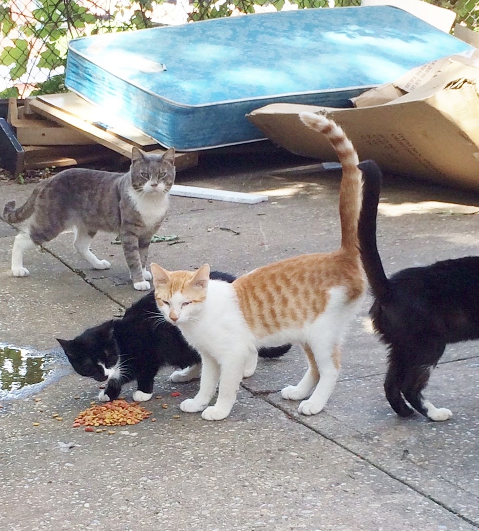 Can I sue my neighbor for stray cats on my property? What New York state law says