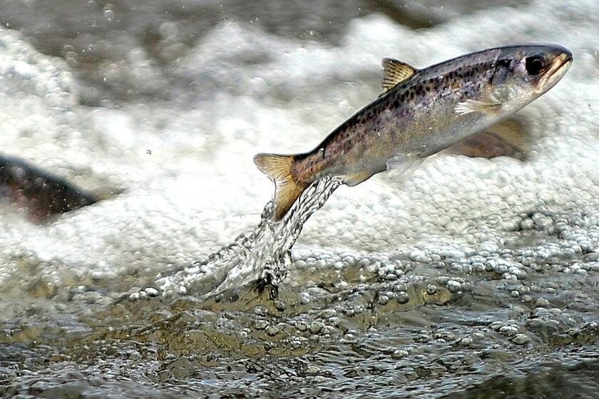 Letters to the Editor: 'The marine environment has been despoiled,' putting salmon populations in decline