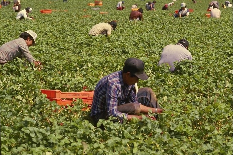 Farmworker minimum wage bill headed to Gov. Mills