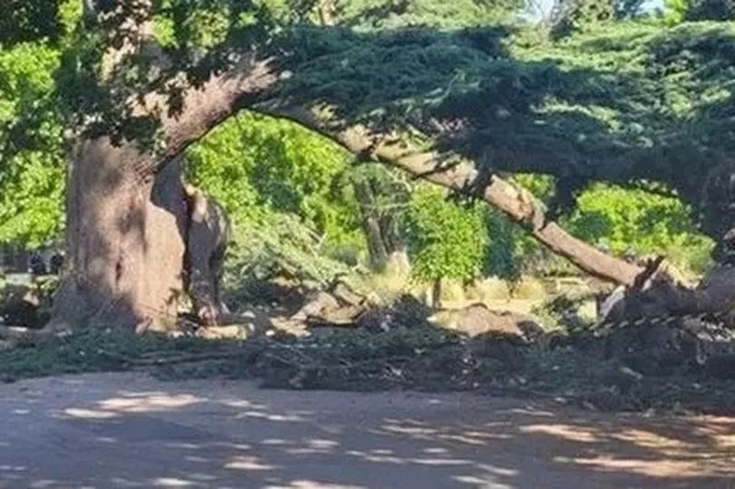 Tragedy as girl, 7, dies and others injured after tree collapses in park