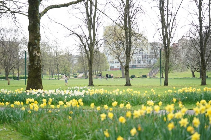The 'hidden gem' Greater Manchester park where you can see daffodils this spring