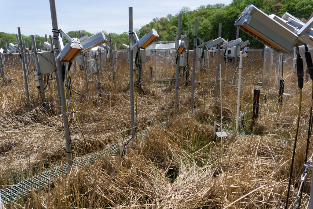 Turning a marsh into a climate change laboratory with heat lamps and CO2 pumps