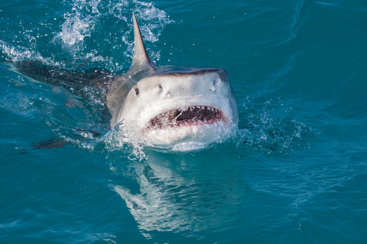 'Massive' 1,000 Pound Shark Caught at Popular U.S. Beach