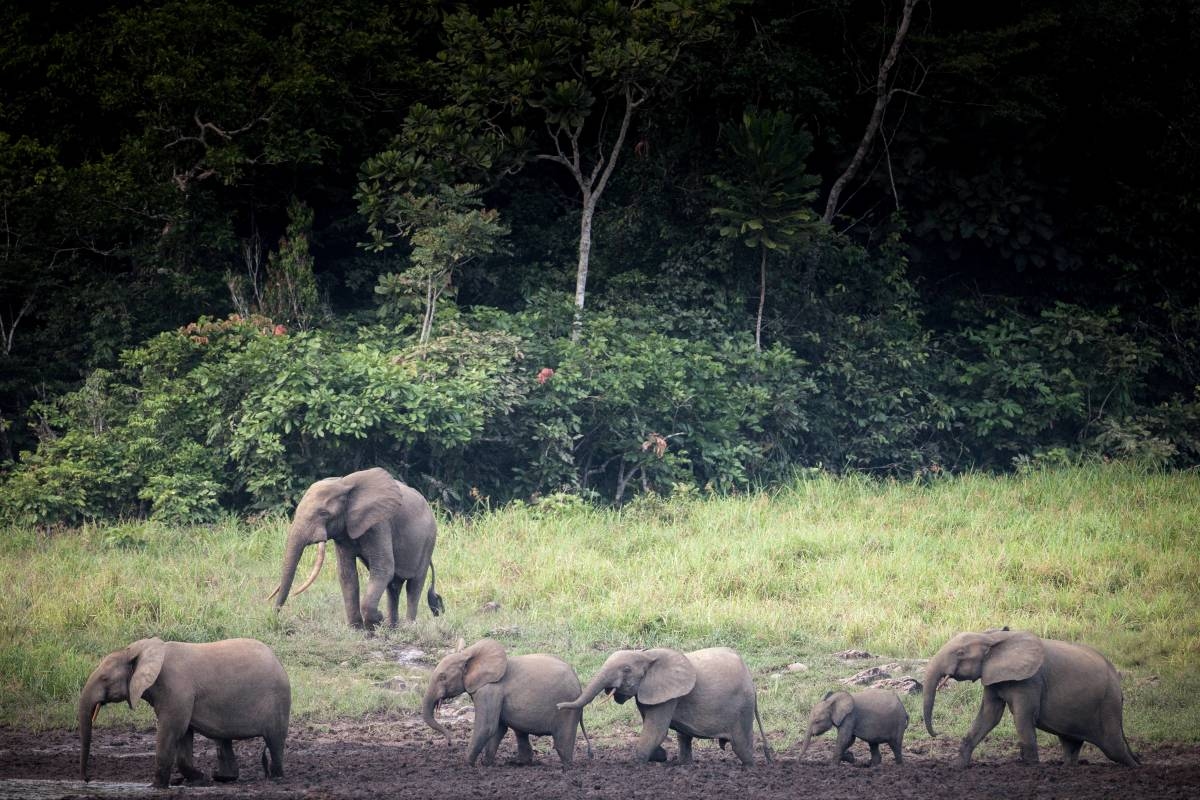 'Ghost' Elephant Spotted for First Time in 5 Years