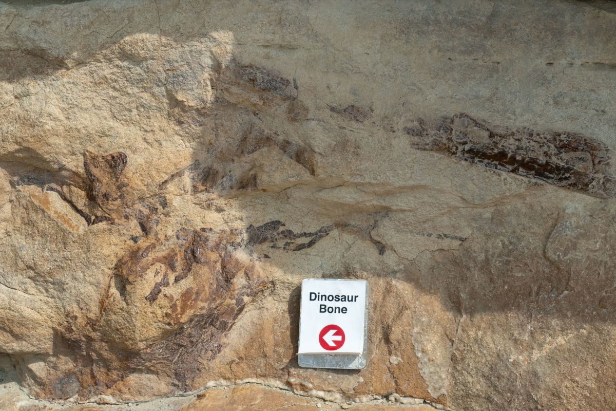 Paleontologists Discover Prehistoric ‘Dance Floor' Where Dinosaurs Courted Mates