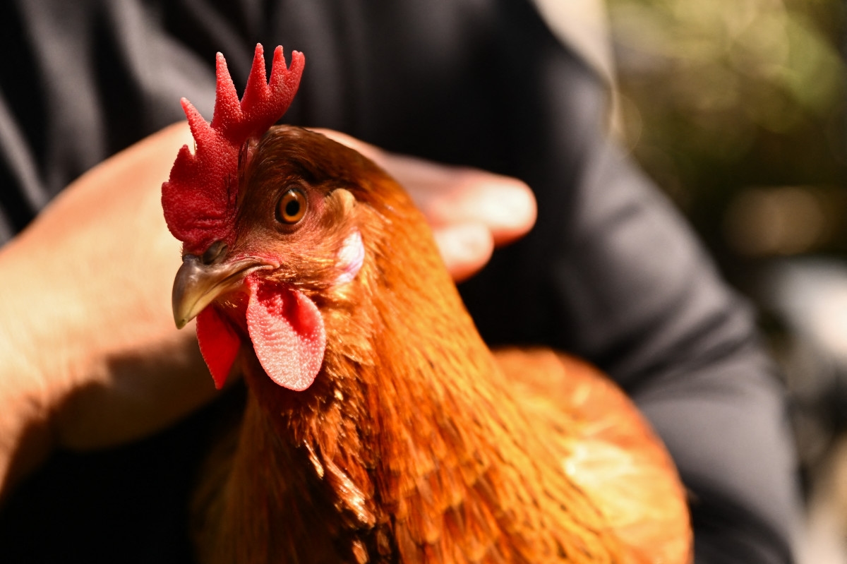 Cherry Market Gets Shut Down for Backroom Chicken Coop