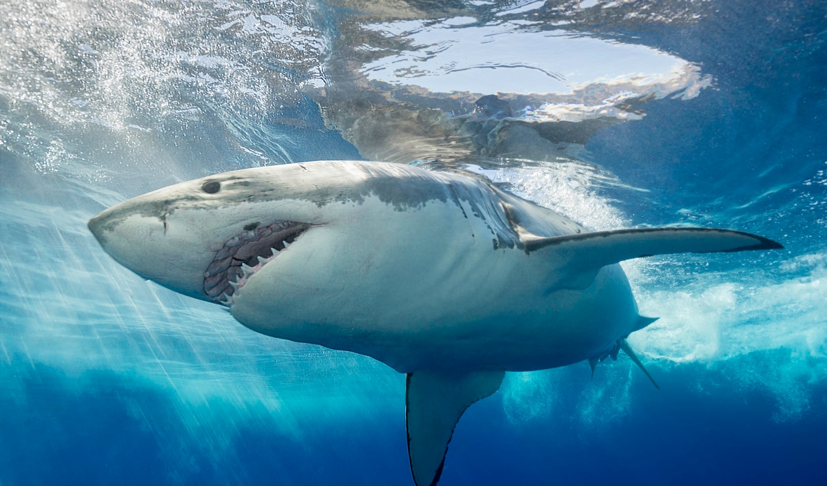 Largest Great White Shark on Record Swimming Off Popular Tourist Destination
