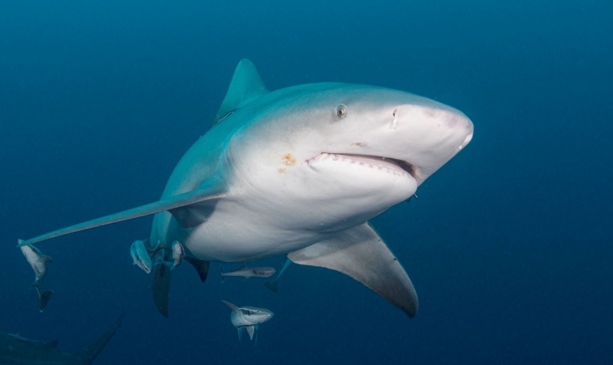 Shark Attack Happens on Major U.S. Beach
