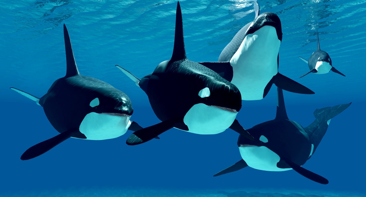 Orcas Filmed Exhibiting Rare, Human-Like Behavior for First Time