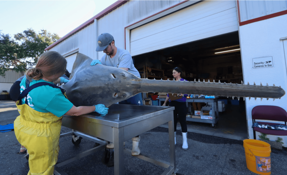 ‘The new normal?' What the die-off mystery in the Keys means for endangered sawfish
