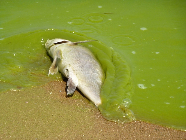 Toxic algae blooms are lasting longer in Lake Erie − why that's a worry for people and pets