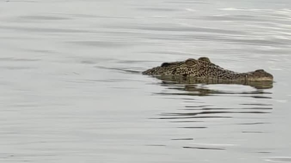 Crocodile sighting at Tanjung Aru beach prompts safety alert; authorities warn public and halt water activities (VIDEO)