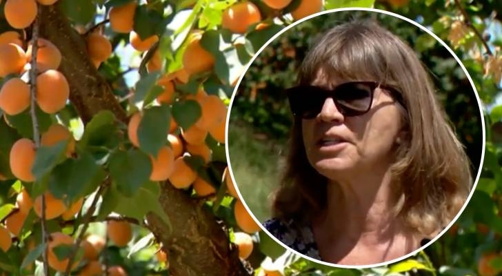 400 tons of apricots could rot after a buyer bailed on these California farmers — this is their last hope