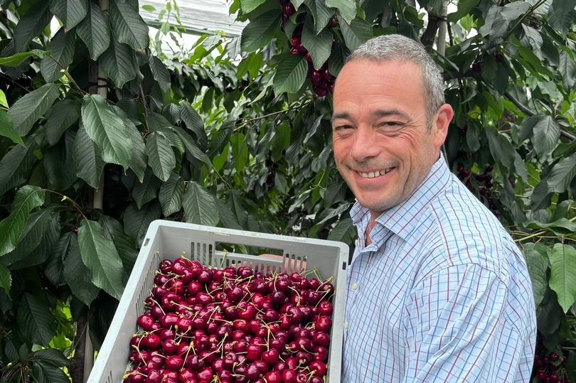 Sunny spring has led to crop of ‘bigger, sweeter, juicier' British cherries