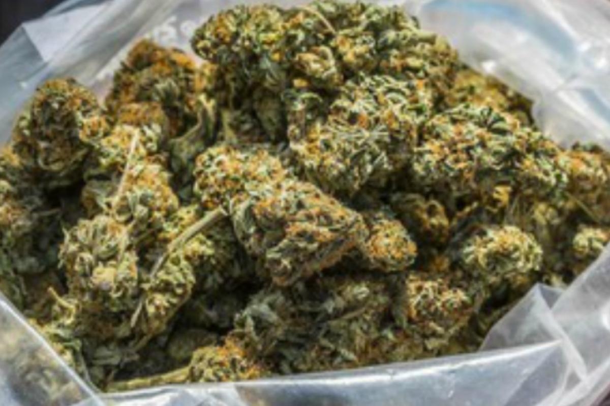 Women's cannabis operation exposed after police raided ground floor flat