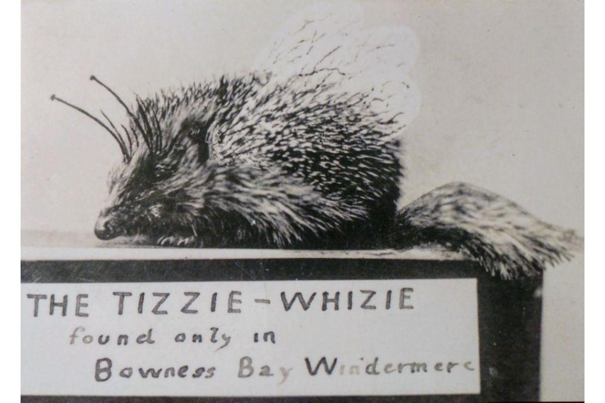 The mysterious Lake District animal that was born to 'fleece tourists'