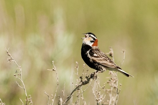 Nature Saskatchewan: Vanishing Voices of the Grasslands-Spotlight on the Endangered Chestnut-collared Longspur