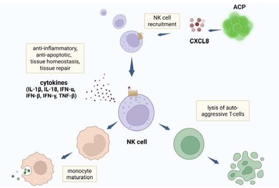Cells: Hemostemix ACP-01 Provides the Scientific Basis for Improving the Longevity and Signal Uptake of Brain Computer Implants